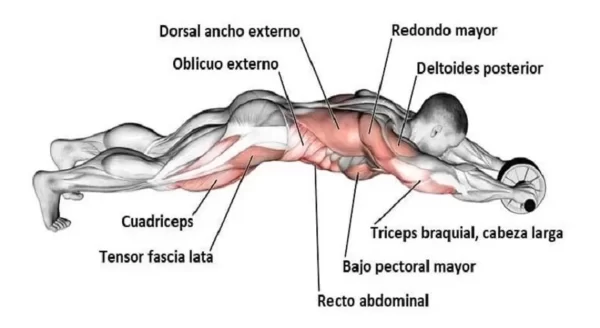 Set Push Up + Rueda Abdominal + Alfombra - Imagen 5